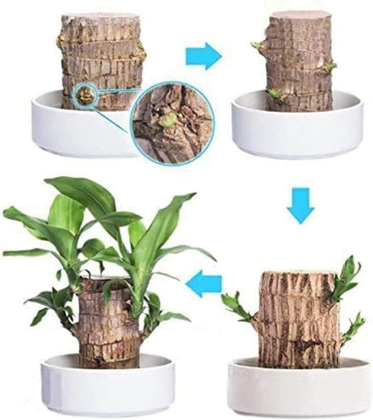 Brazilian Lucky Wood, Mini Home Plant Decorations (Pack of 2)™