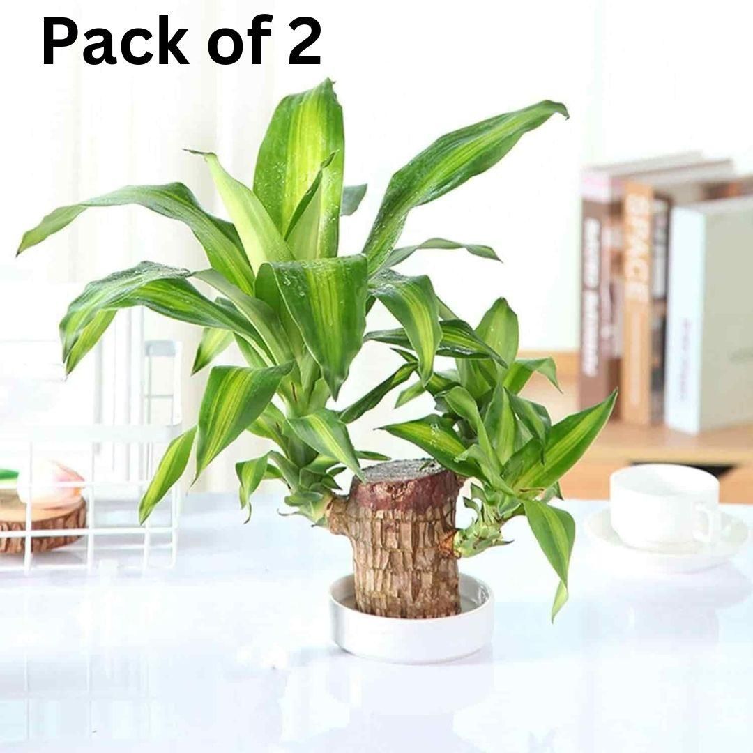 Brazilian Lucky Wood, Mini Home Plant Decorations (Pack of 2)™