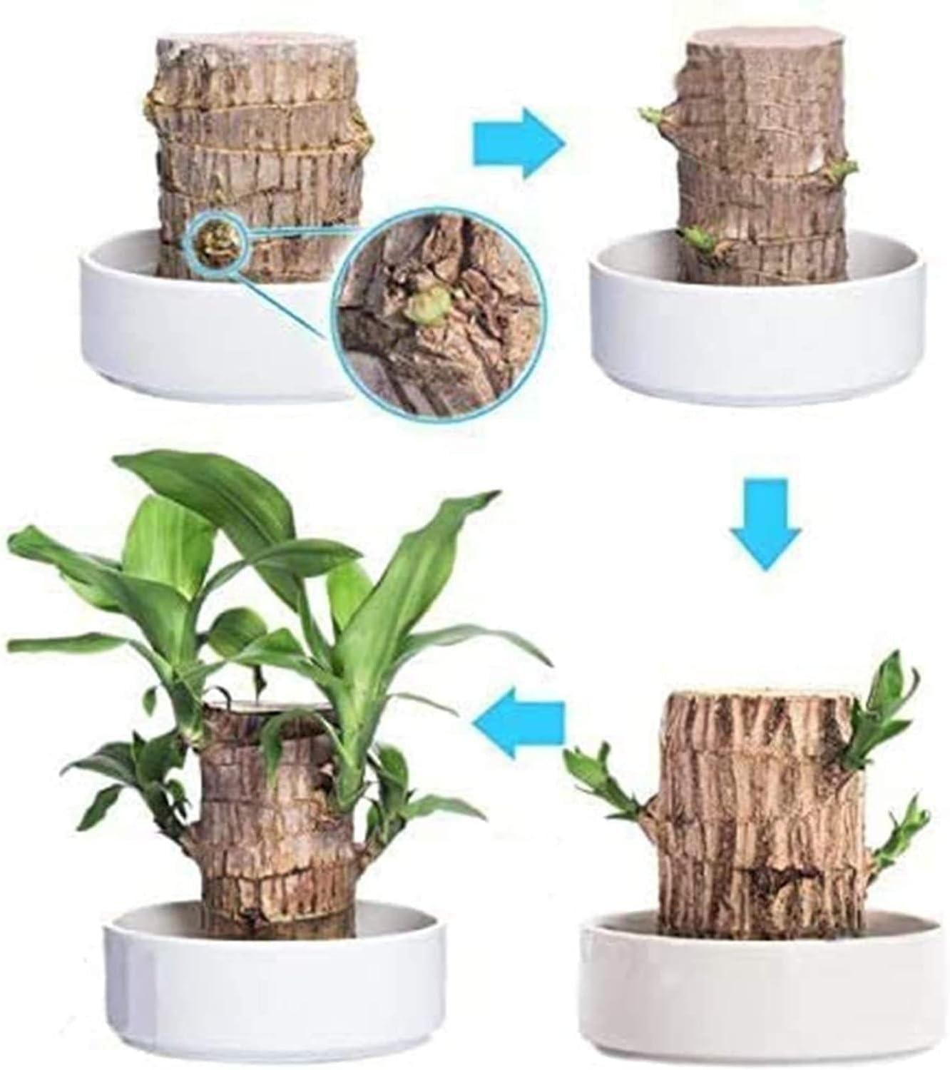 Brazilian Lucky Wood, Mini Home Plant Decorations (Pack of 2)™